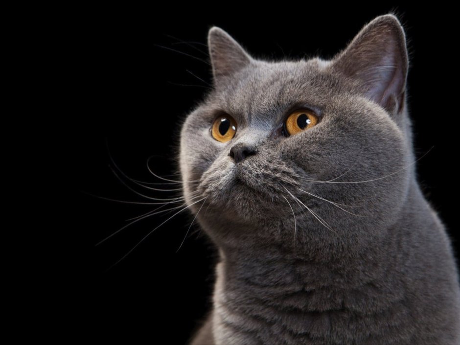 Британский прямоухий кот черный