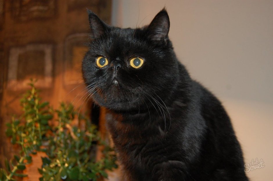 Персидский кот экзот черный
