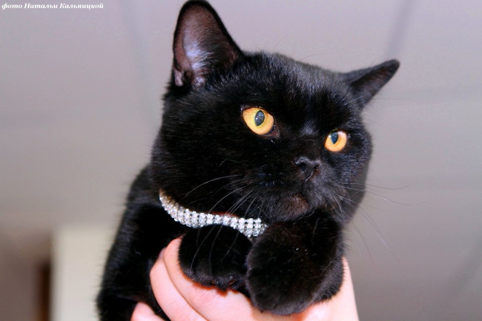 Черная кошка