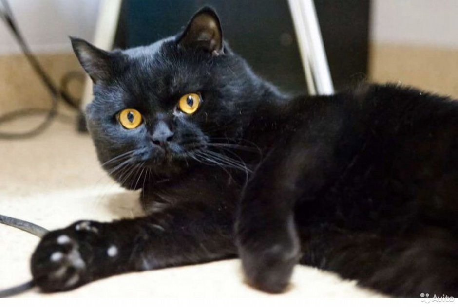 Черный Солид британец