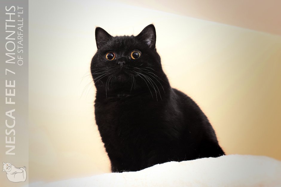 Бомбейская кошка длинношерстная