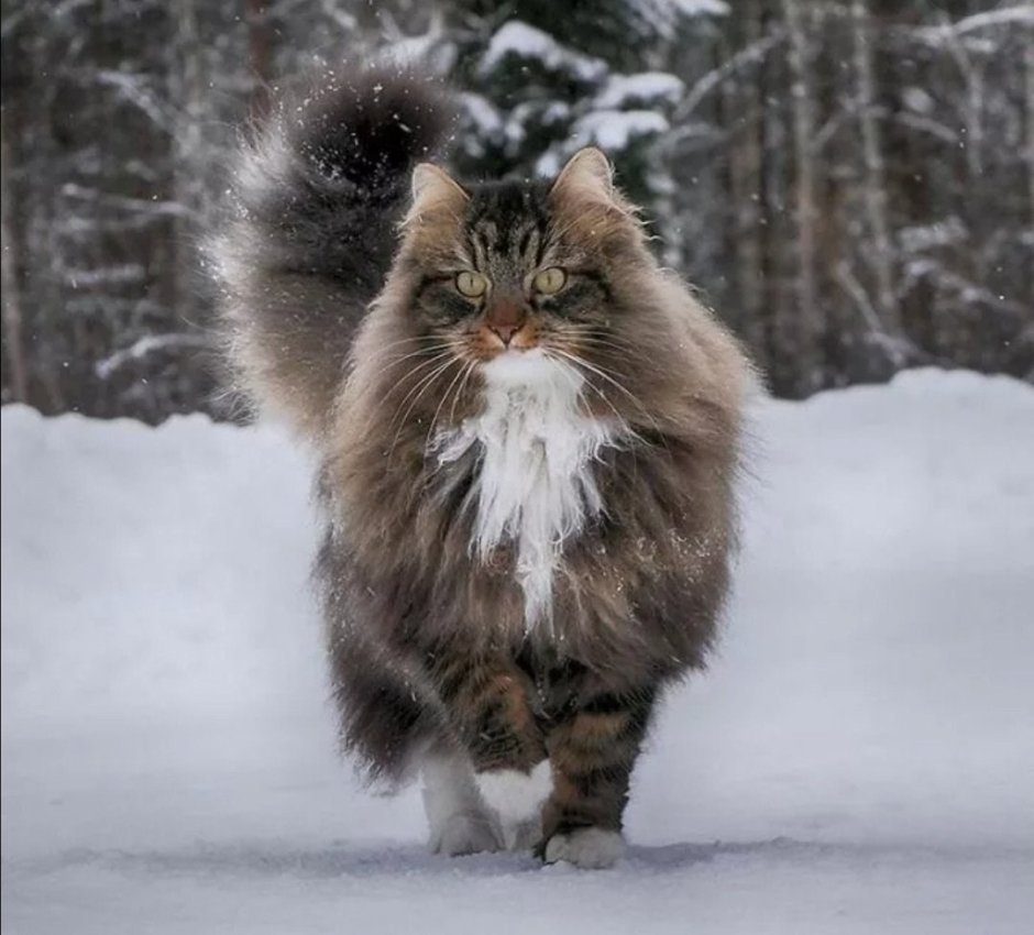 Норвежский Лесной кот