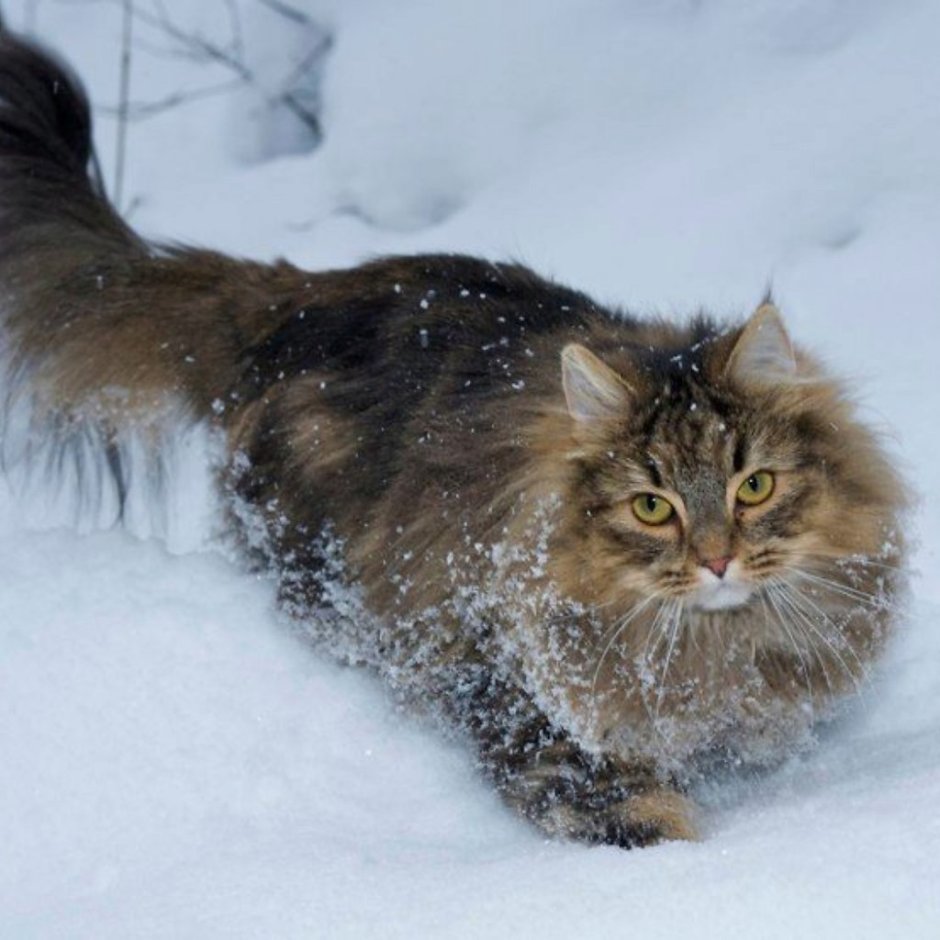 Норвежская Лесная кошка скоггкэт
