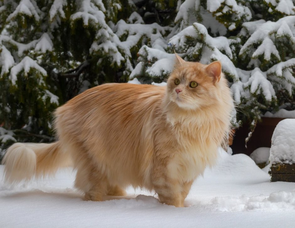 Норвежский Лесной кот