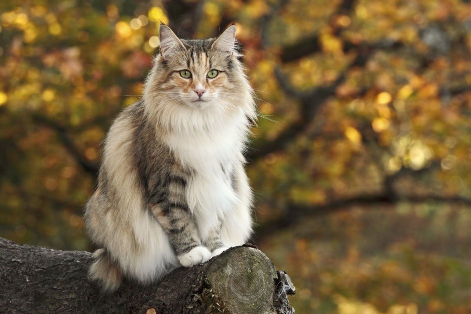 Шведская Лесная кошка
