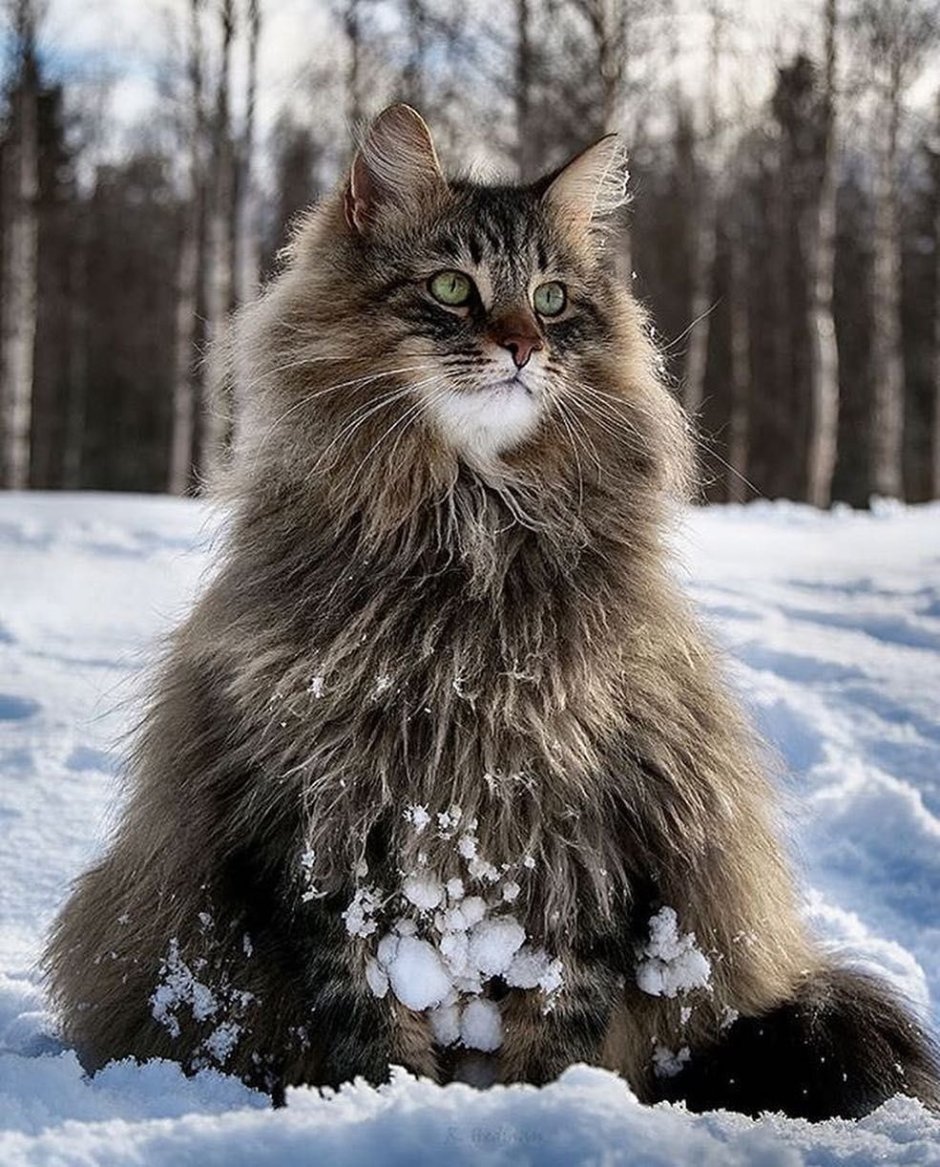 Норвежская Лесная Норвежские Лесные кошки