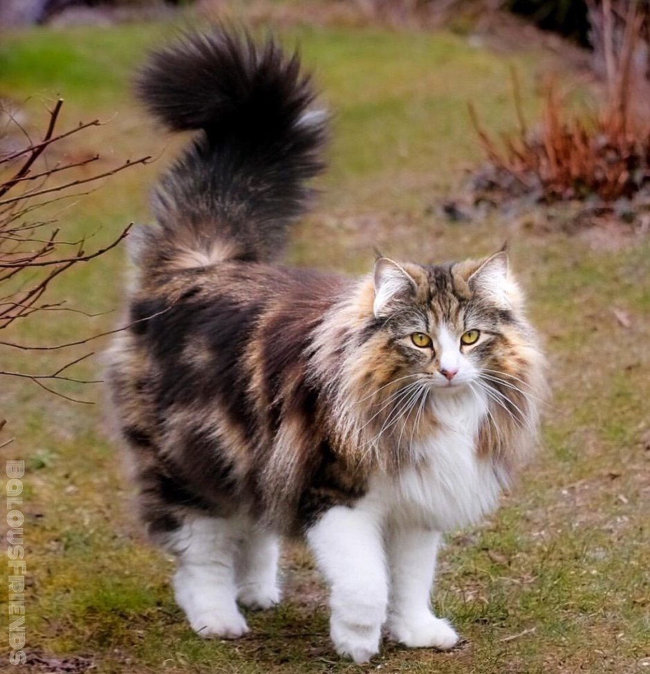 Норвежский Лесной кот