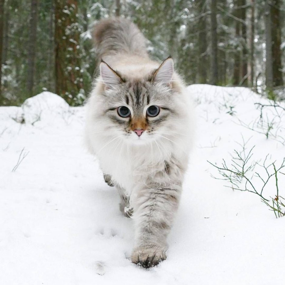 Сибирский Лесной кот
