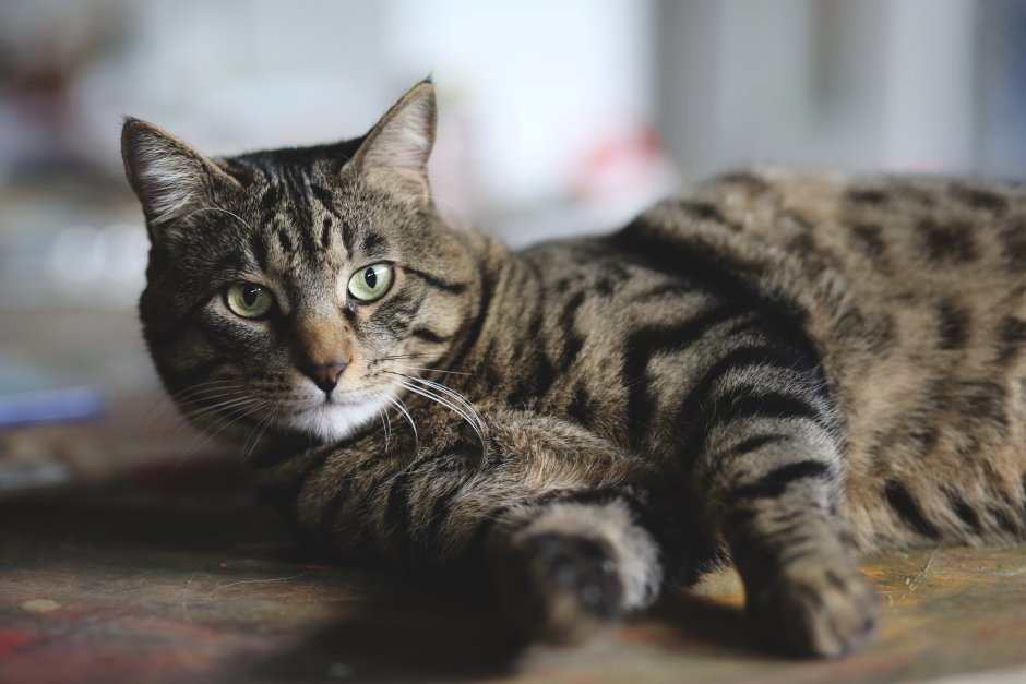 Котята с пинтереста