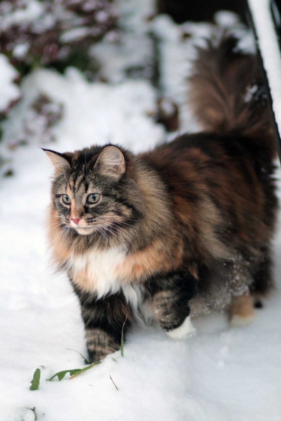 Норвежская Лесная кошка скоггкэт