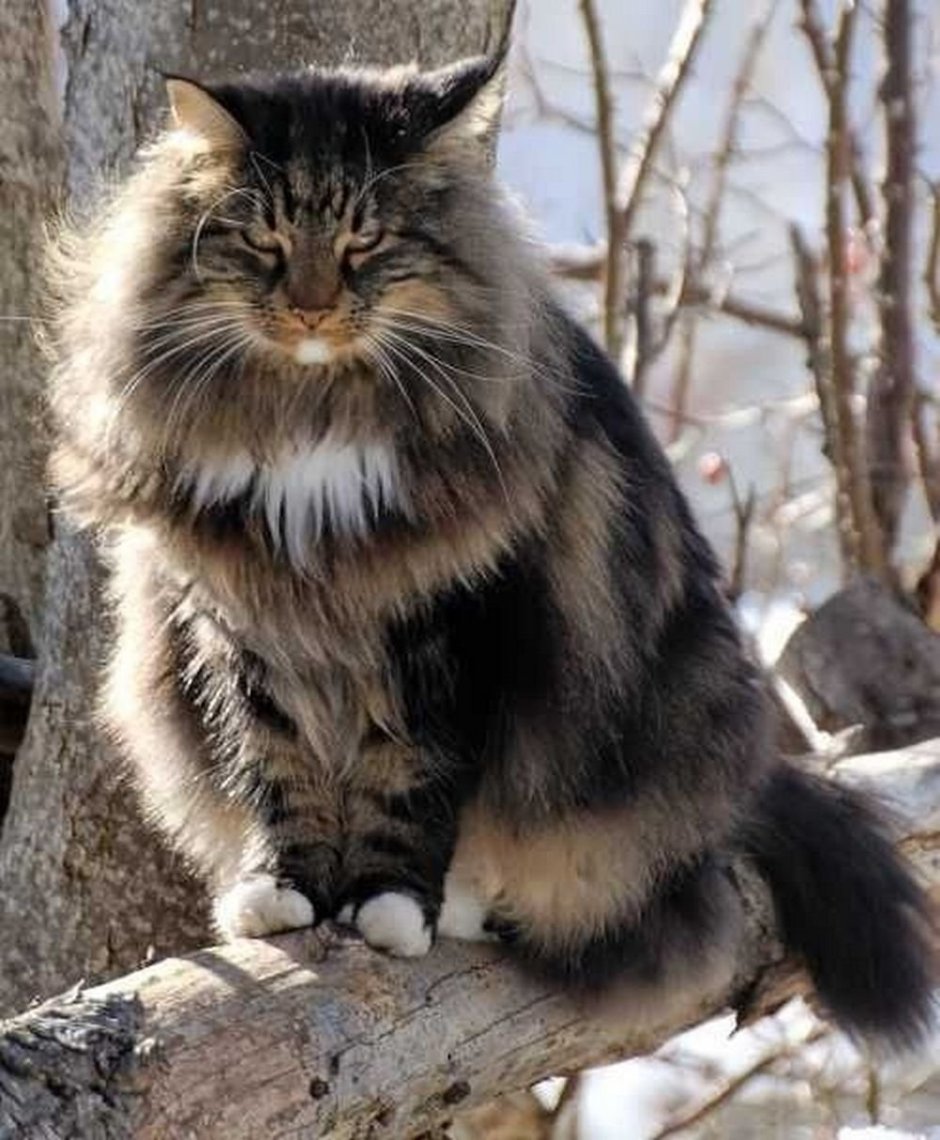 Норвежская длинношерстная Лесная кошка