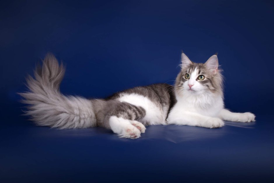 Среднеевропейский Лесной кот