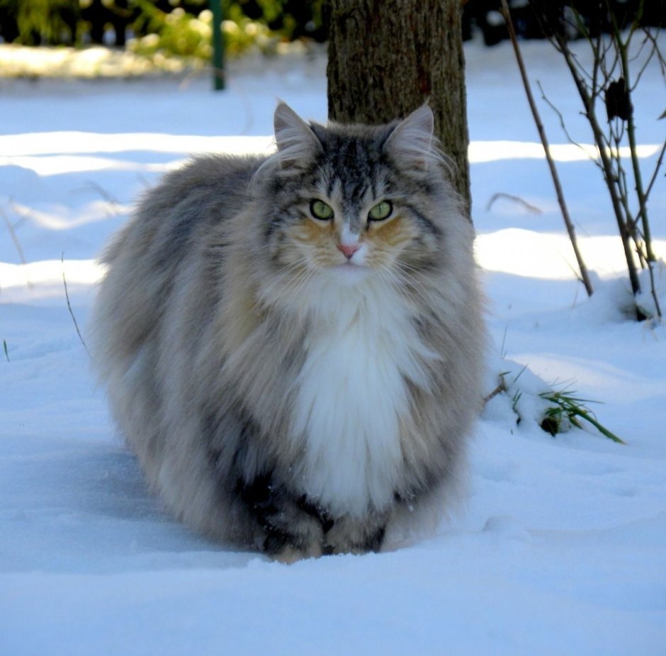 Американская короткошерстная кошка полосатая