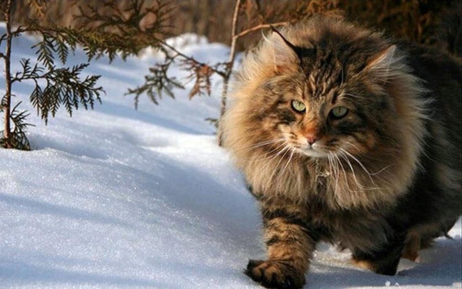 Финская Лесная кошка