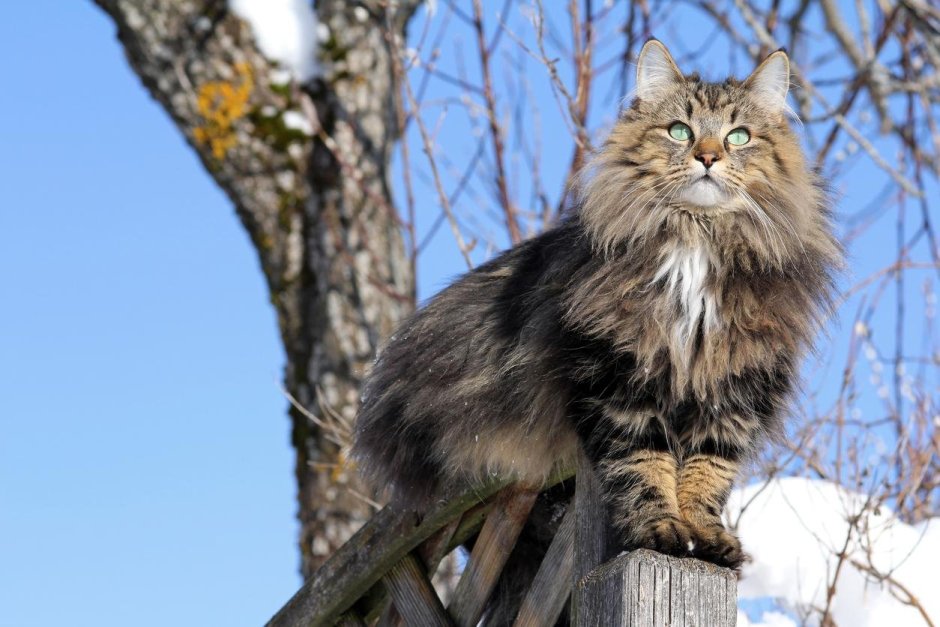 Норвежская Лесная кошка скоггкэт