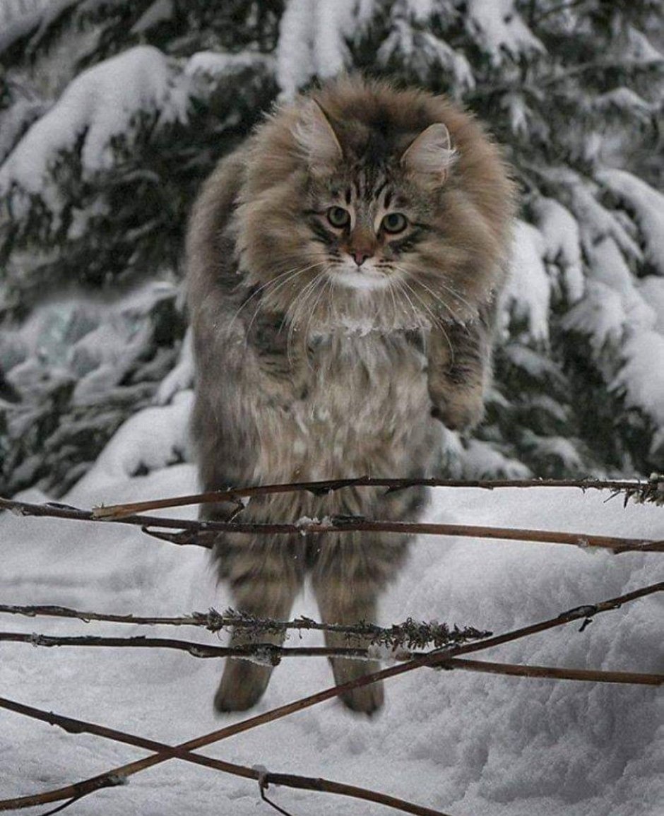 Норвежский Лесной кот