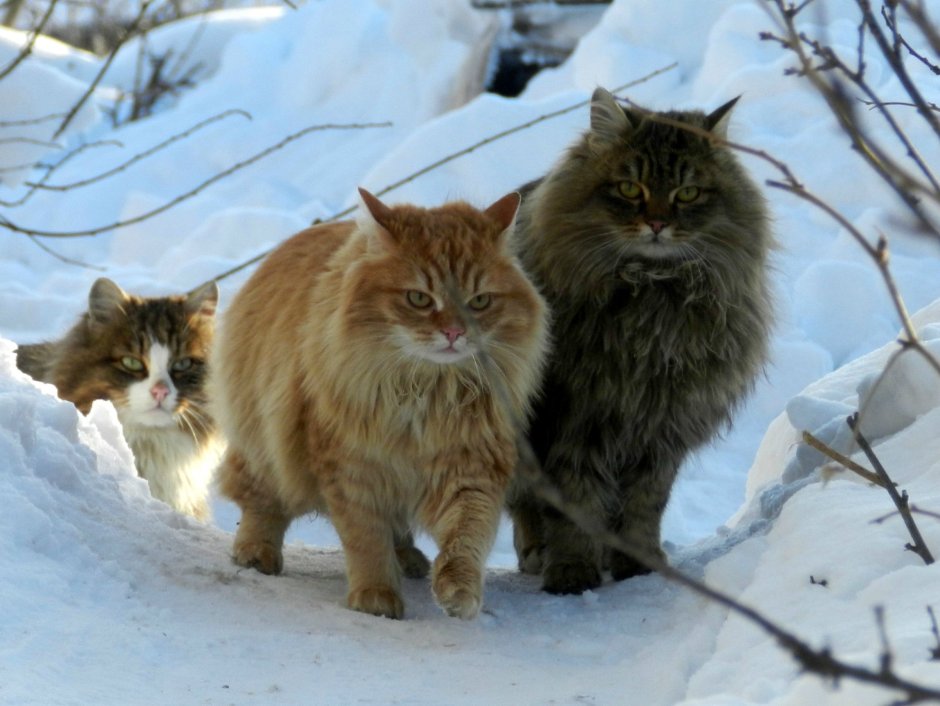 Норвежская Лесная