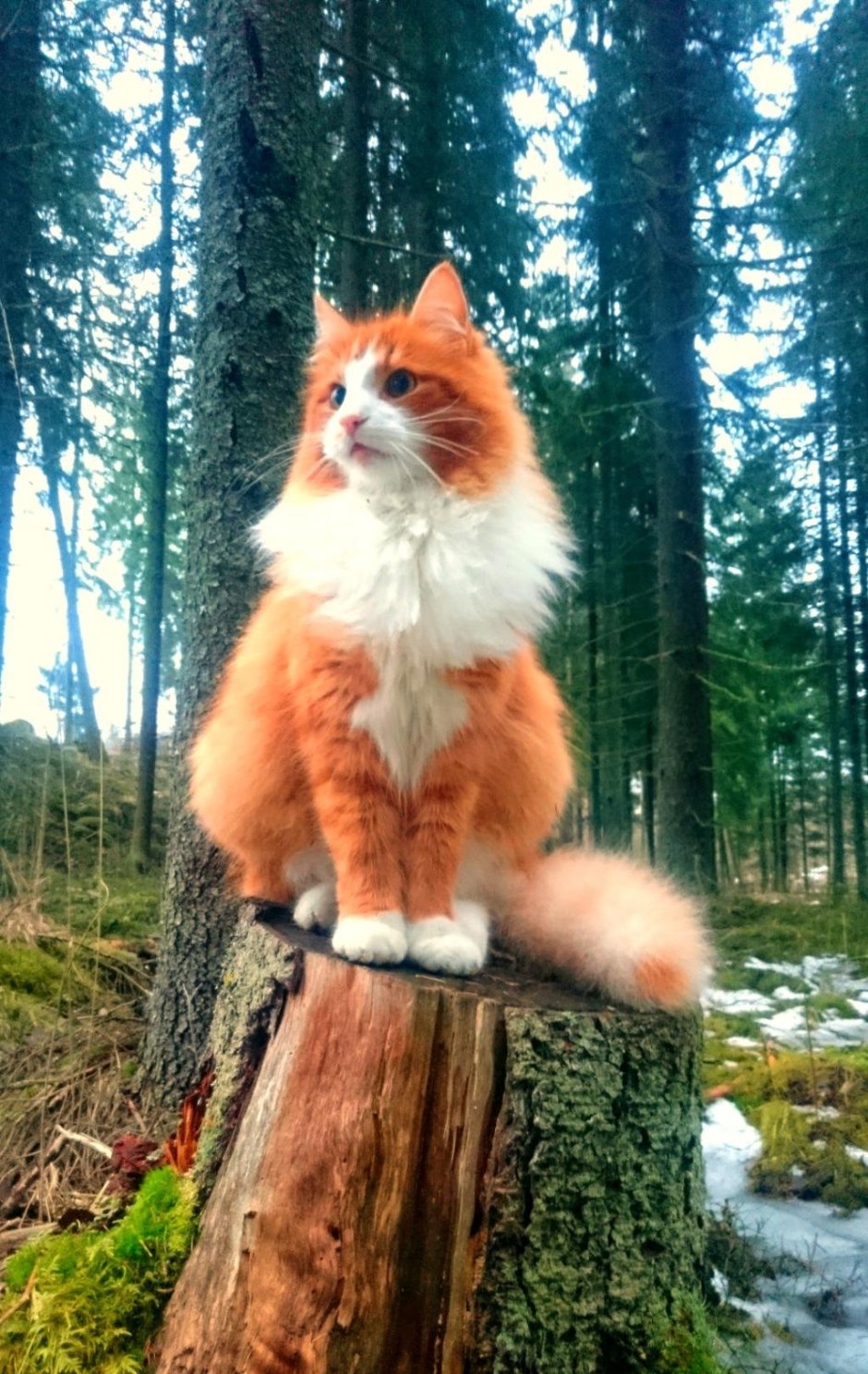 Сибирский Лесной кот серый