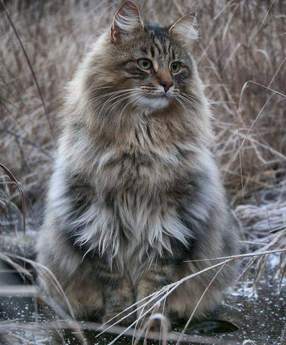 Норвежская кошка серая