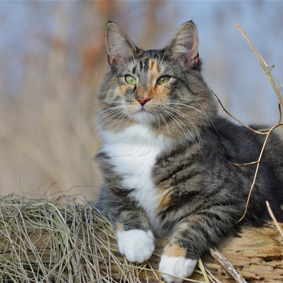 Коты красивые на полке