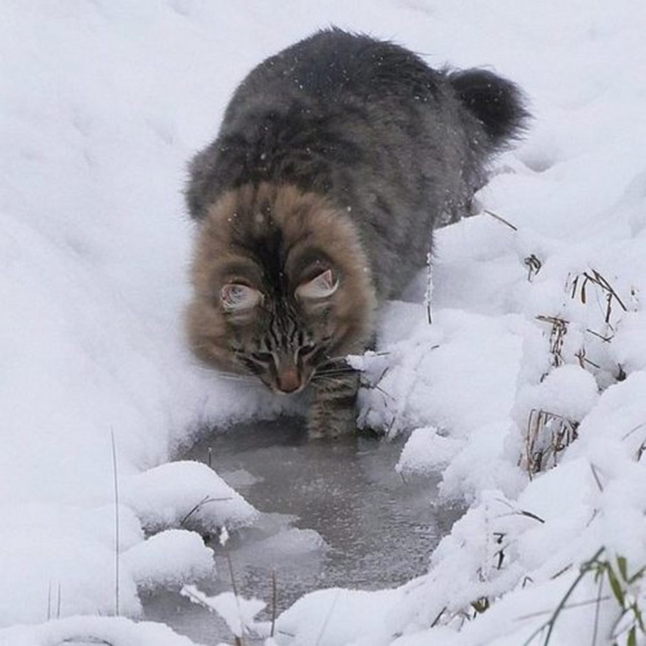Сибирская кошка в снегу