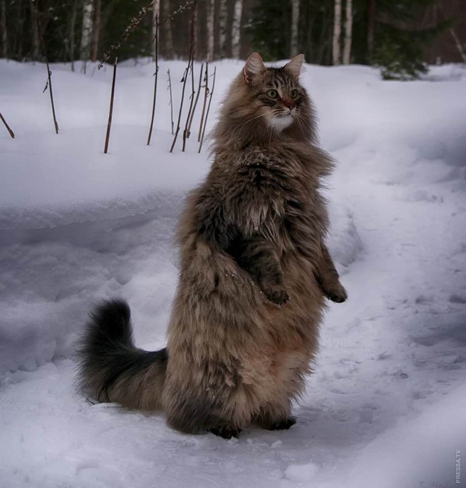 Дикий норвежский Лесной кот