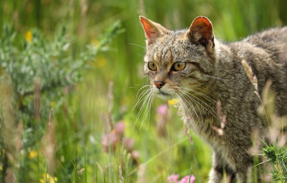 Дикая Норвежская Лесная кошка