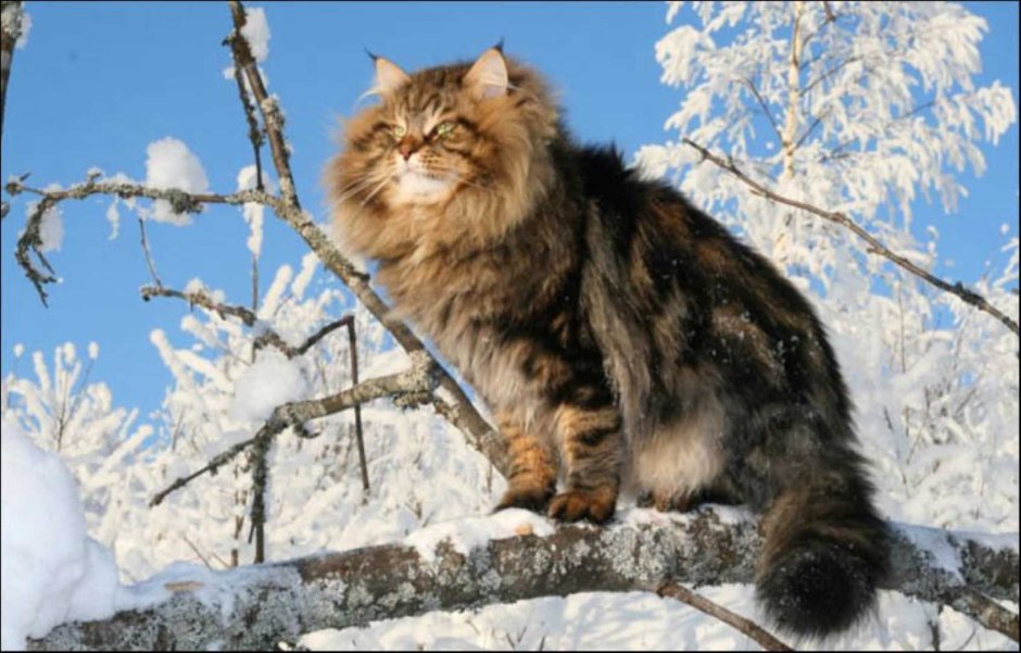 Сибирская кошка зима