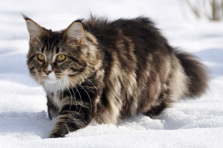 Финская Лесная кошка