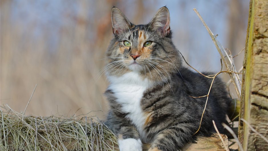 Норвежская Лесная кошка белая