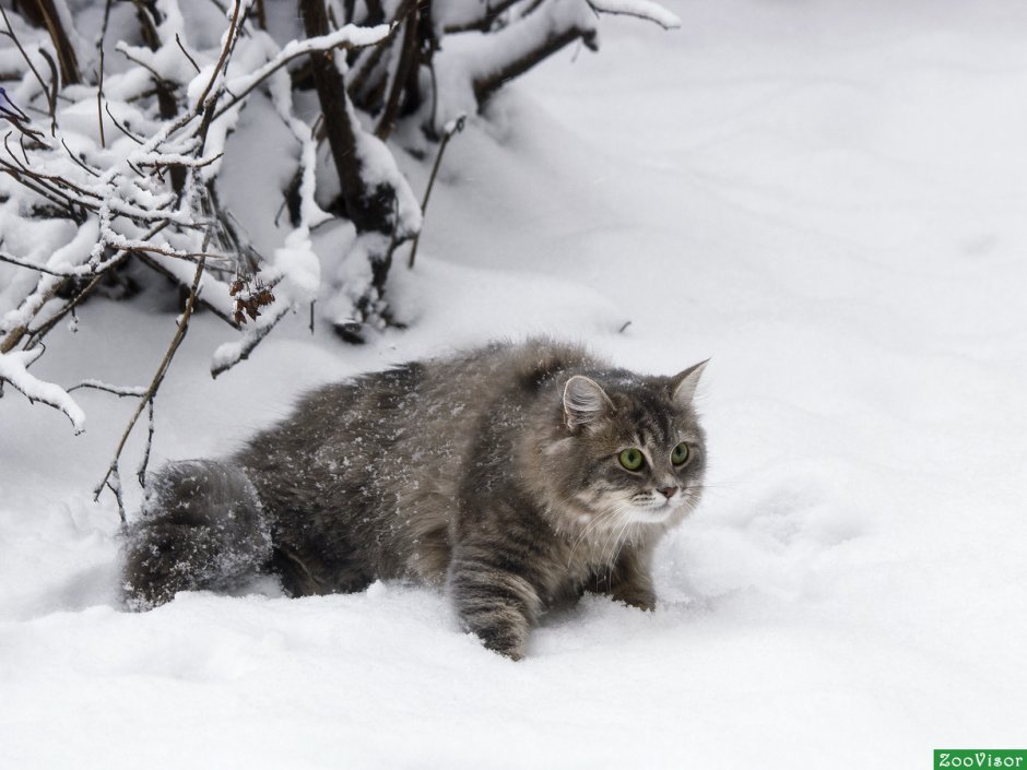 Норвежские Лесные котята