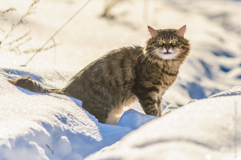 Норвежская Лесная кошка лапы