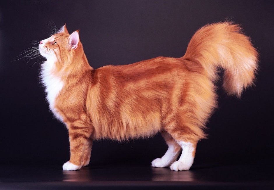 Сибирский Таежный кот