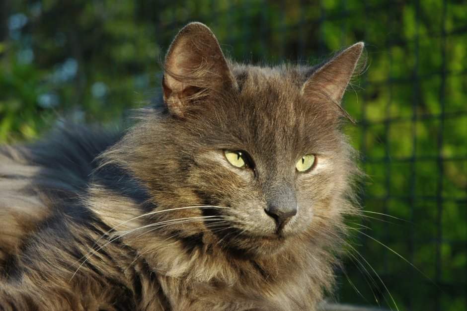 Норвежская Лесная кошка короткошерстная