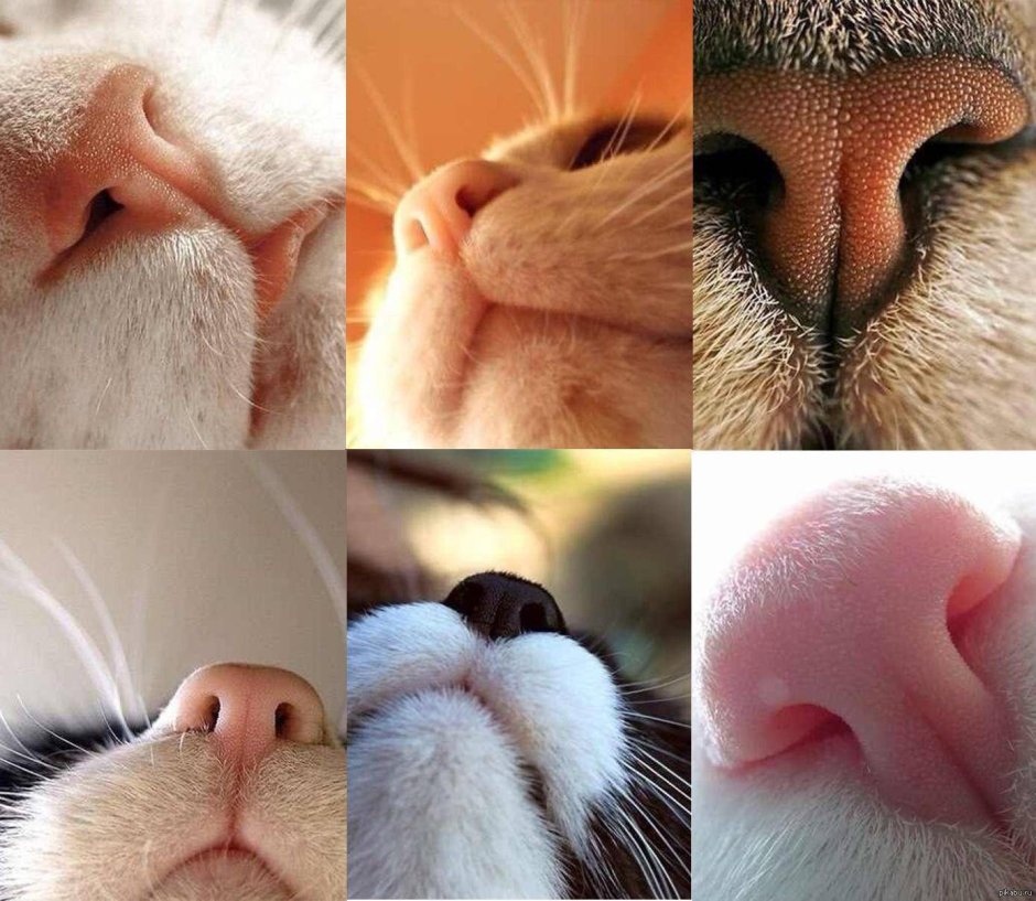 Носик котика