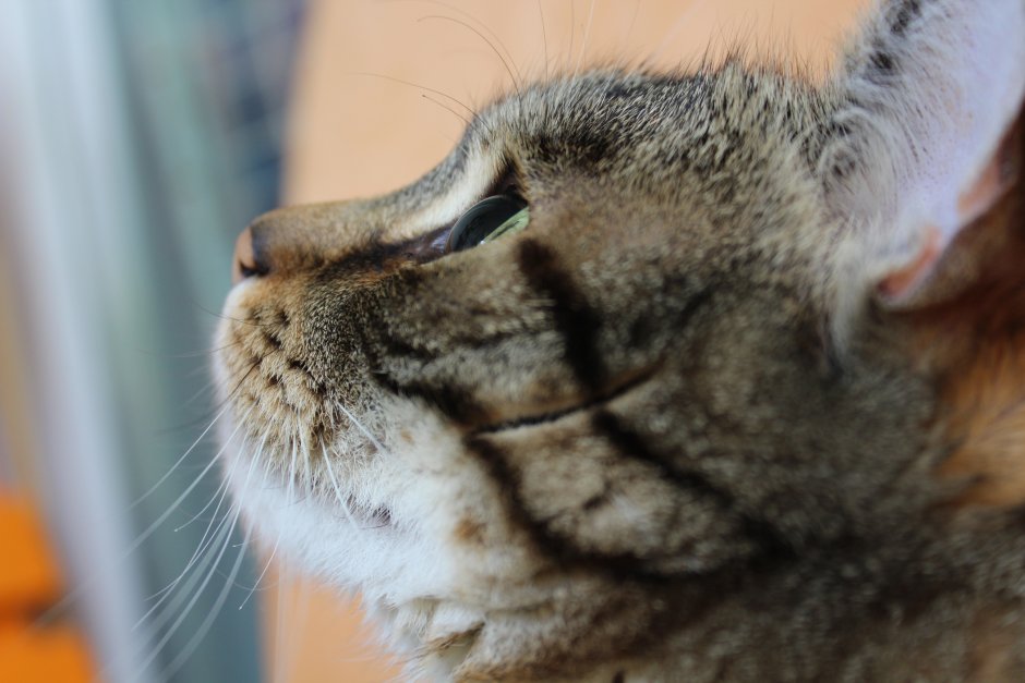 Кошачий нос