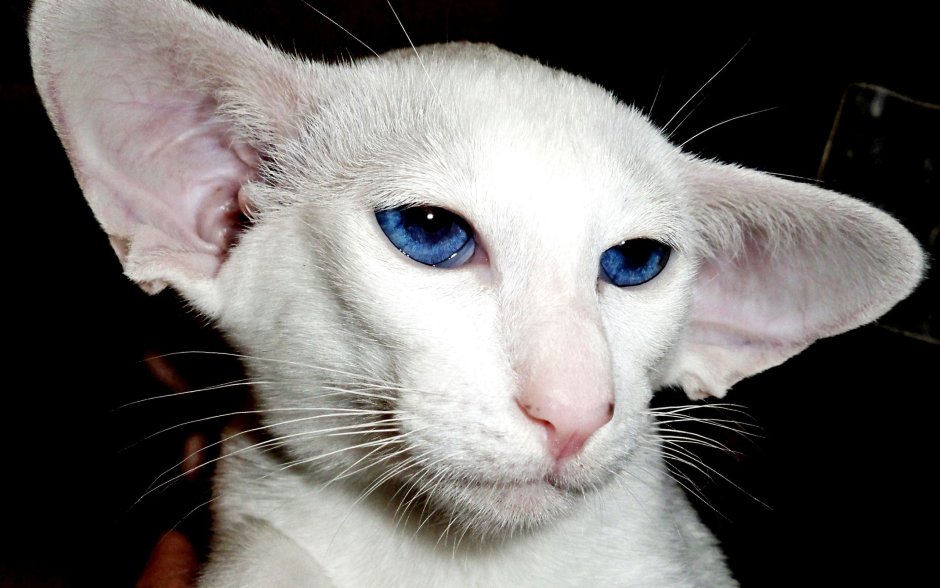 Кошачий нос