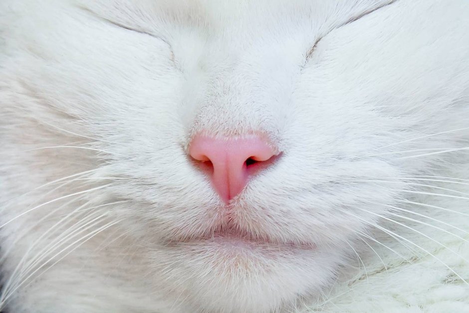 Косые коты