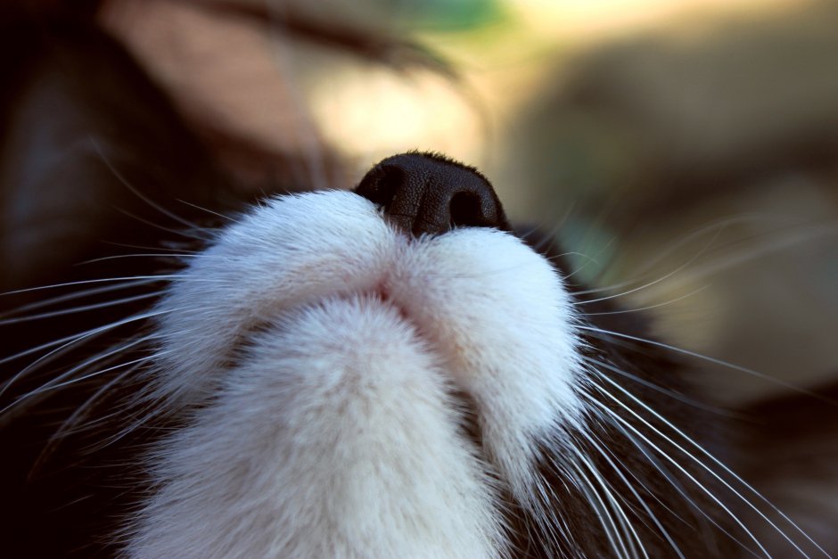 Кошачий нос сбоку