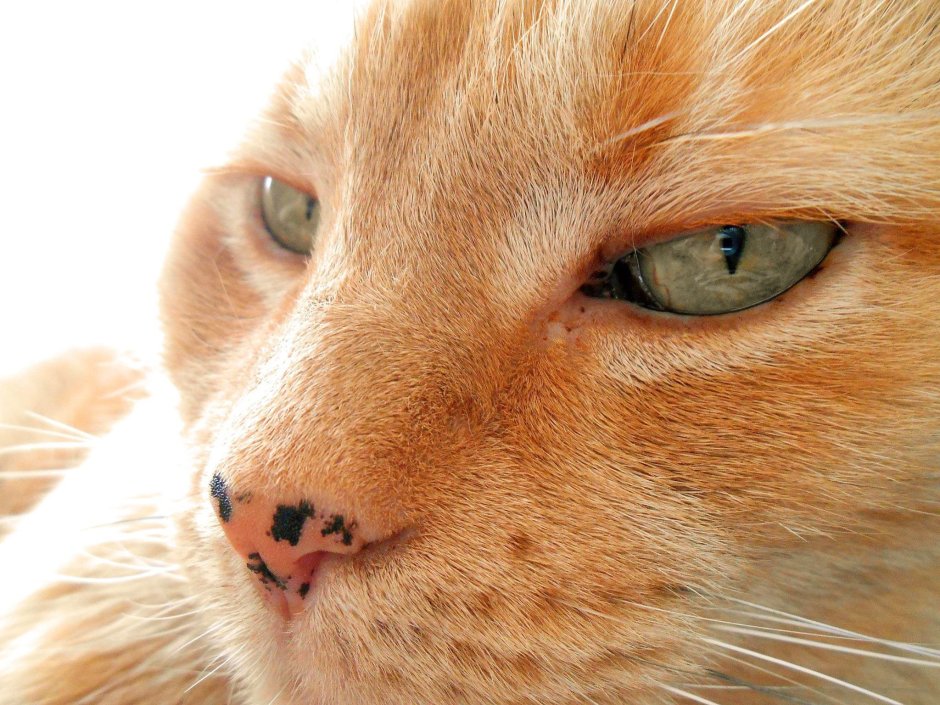 Кошачий нос Сова