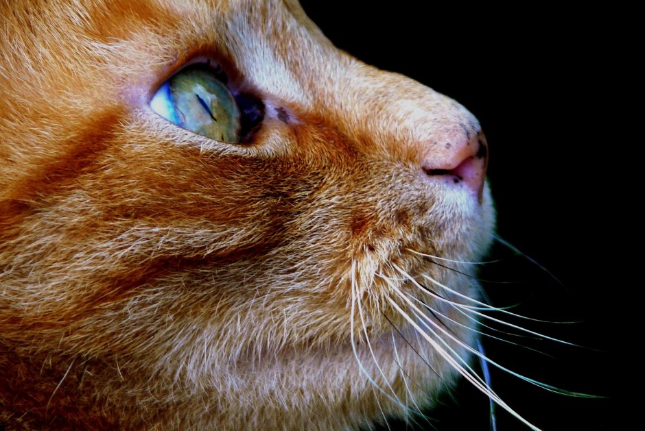 Коты с носом