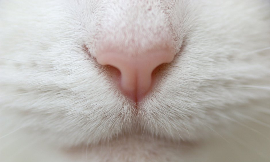 Носик котика