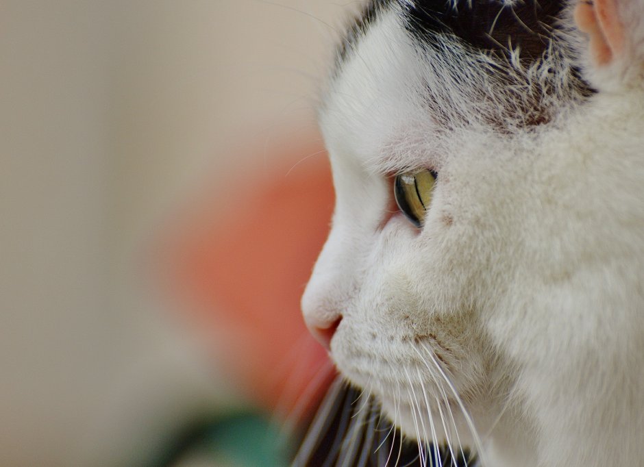 Кошачий нос в профиль
