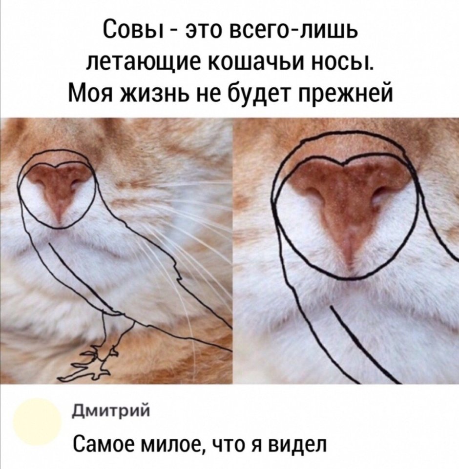 Нос кота