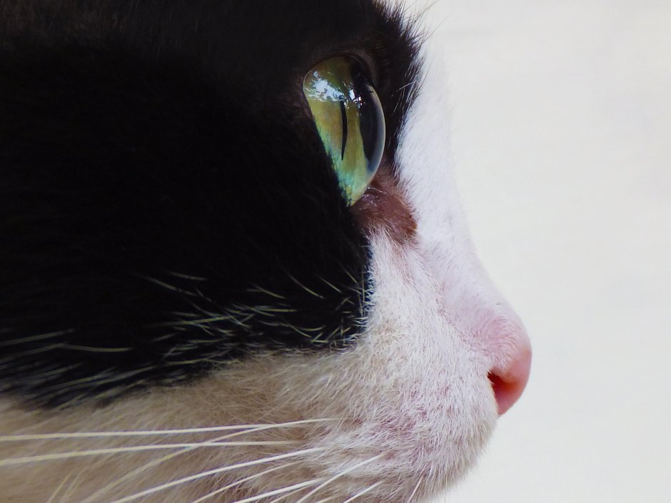 Кошачий носик