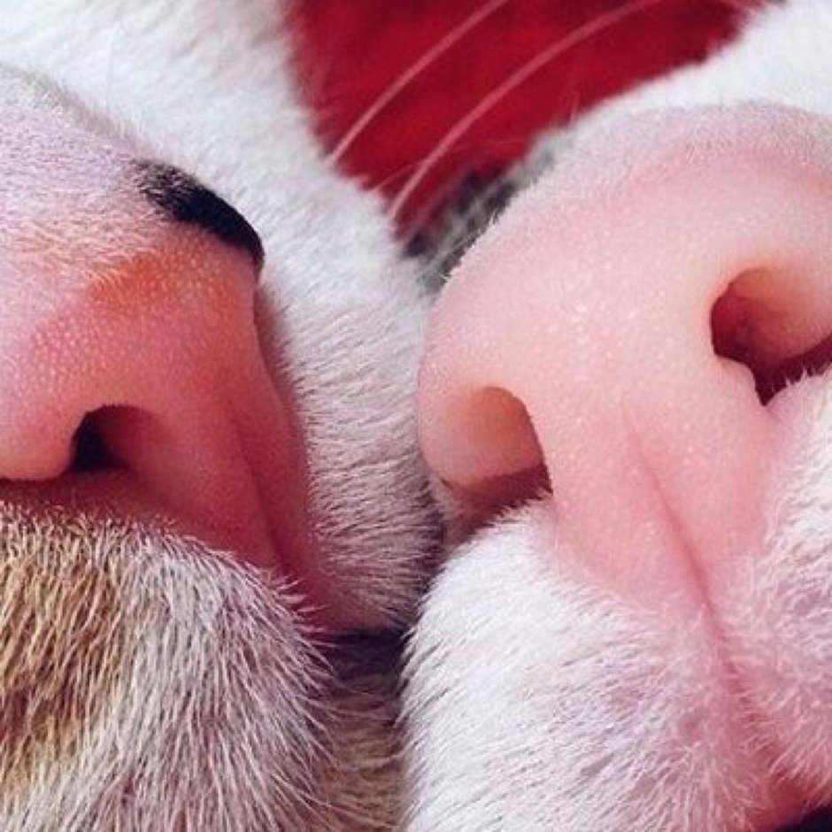 Оранжевые глаза у кошки