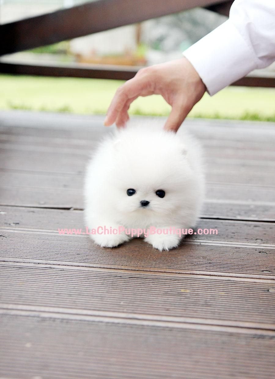 Маленькие беленькие пушистые собачки