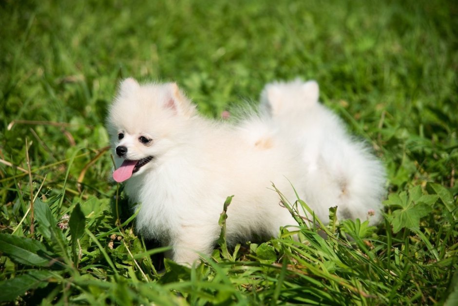 Шпиц померанский карликовый белый