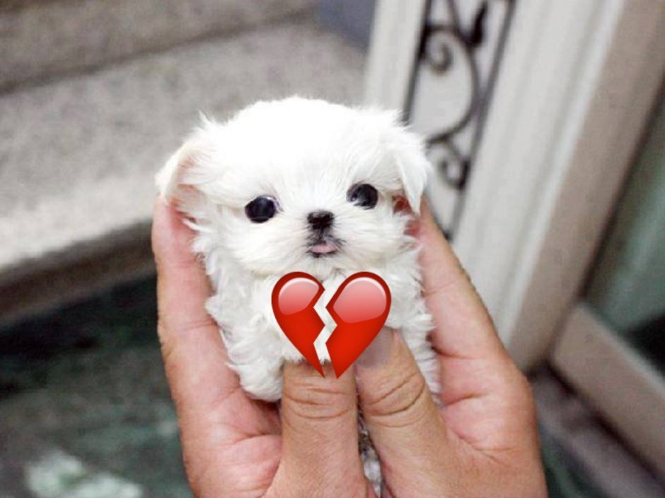 Маленькие китайские собачки