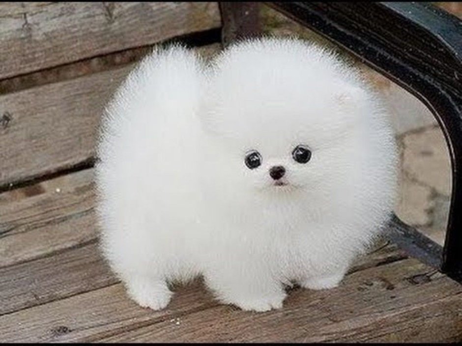 Шпицы из Кореи